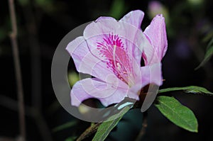 Rhododendron simsii Planch æœé¹ƒèŠ±